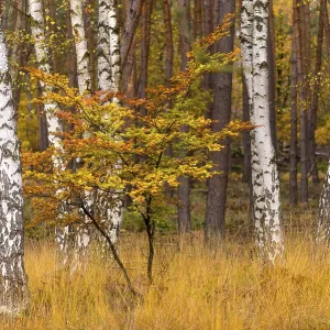 Autumn atmosphere in the forest with beech Autumn atmosphere in the forest with beech