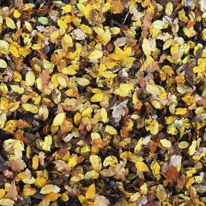 Autumn atmosphere, forest, Iserlohn Autumn atmosphere, forest, Iserlohn