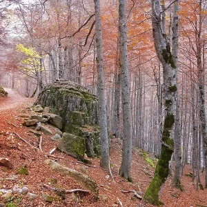 Autumn beech fall forest in Pyrenees Valle de Ordesa Huesca Spain