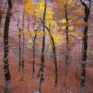 Autumn beech fall forest in Pyrenees Valle de Ordesa Huesca Spain Autumn beech fall forest in Pyrenees Valle de Ordesa Huesca Spain