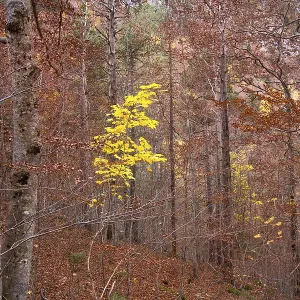 Autumn beech fall forest in Pyrenees Valle de Ordesa Huesca Spain Autumn beech fall forest in Pyrenees Valle de Ordesa Huesca Spain