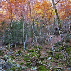 Autumn beech fall forest in Pyrenees Valle de Ordesa Huesca Spain Autumn beech fall forest in Pyrenees Valle de Ordesa Huesca Spain