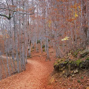Autumn beech fall forest in Pyrenees Valle de Ordesa Huesca Spain Autumn beech fall forest in Pyrenees Valle de Ordesa Huesca Spain