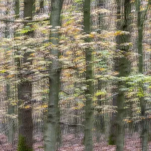 Autumn in a beech forest (Fagus sylvatica) Autumn in a beech forest (Fagus sylvatica)