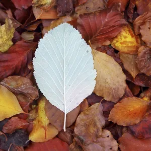 Autumn beech forest leaves yellow red golden floor colorful Autumn beech forest leaves yellow red golden floor colorful
