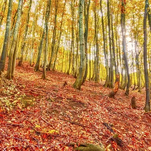 Forêt de hêtres d'automne. Jour ensoleillé.