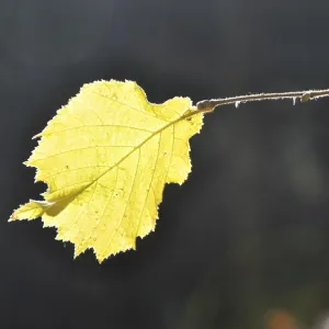 Autumn, beech, leaf, leaves, beech forest