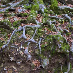 Autumn Beech Tree Forest Roots Print, Valle de Ordesa, Spain Autumn Beech Tree Forest Roots Print, Valle de Ordesa, Spain