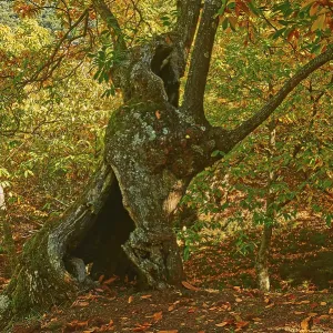 Autumn, chestnut forest (Castanea sativa)