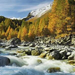 Autumn coloured larch forest (Larix)