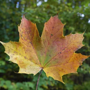 Autumn Coloured Maple Leaf Print Autumn Coloured Maple Leaf Print