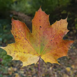 Autumn Coloured Maple Leaf Print Autumn Coloured Maple Leaf Print