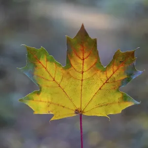 Autumn Coloured Maple Leaf Print Autumn Coloured Maple Leaf Print