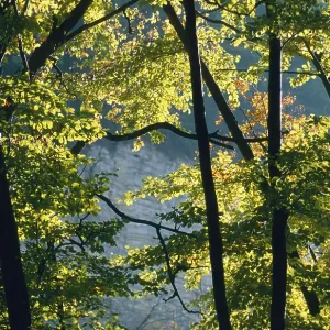 Autumn coloured leaves backlit in a deciduous forest Autumn coloured leaves backlit in a deciduous forest