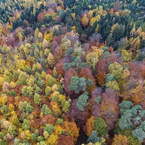 Autumn coloured mixed forest, aerial photo