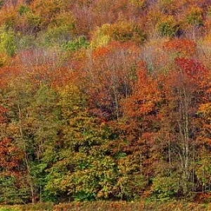 Autumn coloured trees, autumn forest in Lipperland