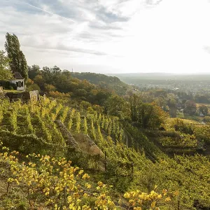 In the autumn-coloured vineyards of the Goldener Wagen steep slope with guardian's house In the autumn-coloured vineyards of the Goldener Wagen steep slope with guardian's house