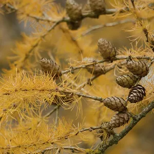 Autumn colouring of the larch (Larix)