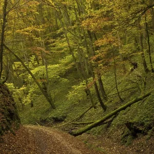 Autumn colours, forest, Bad Urach Autumn colours, forest, Bad Urach