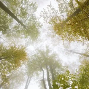 Autumn Colours Print of Trees in Fog, Harz National Park