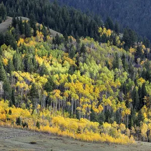 Autumn Colours in Wyoming