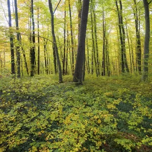 Autumn deciduous forest, TaubergieBen Nature Reserve