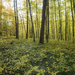 Autumn deciduous forest, TaubergieBen Nature Reserve