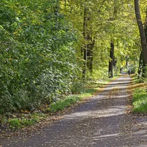Autumn deciduous trees in the Eilenriede city forest