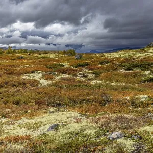 Autumn on Dovrefjell, Innlandet, Norway Autumn on Dovrefjell, Innlandet, Norway