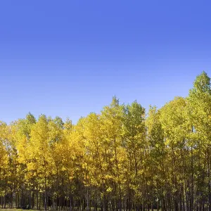 Autumn early fall forest with yellow poplar trees in a row Autumn early fall forest with yellow poplar trees in a row