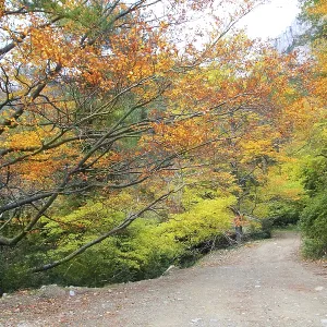 Autumn fall colorful golden yellow leaves beech forest trees