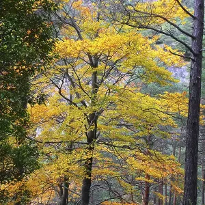 Autumn fall colorful golden yellow leaves from a beech trees forest Autumn fall colorful golden yellow leaves from a beech trees forest