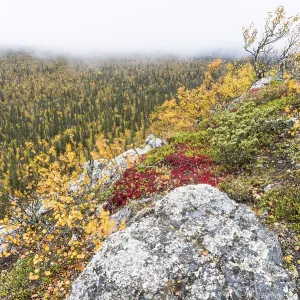 Autumn fog, Muddus National Park