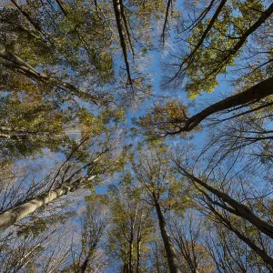 Autumn foliage of holm oaks from below Autumn foliage of holm oaks from below