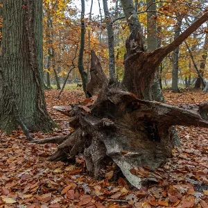 Autumn forest, autumn-colored trees