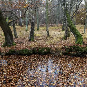 Autumn forest, autumn-colored trees