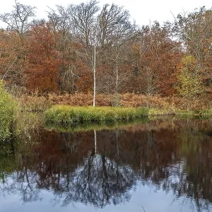 Autumn forest, autumn-colored trees reflected in the water