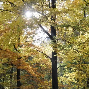 Autumn forest, autumn, tree, beech
