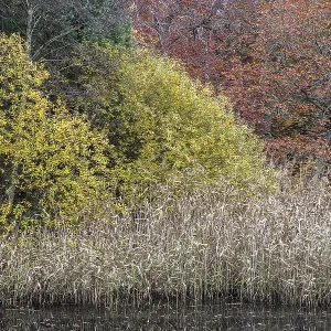 Autumn forest, autumnal trees, reeds