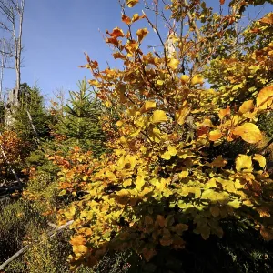 Autumn forest with close-up of colorful leaves and clear blue sky