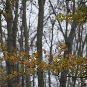Autumn forest with copper beech (Fagus silvatica)