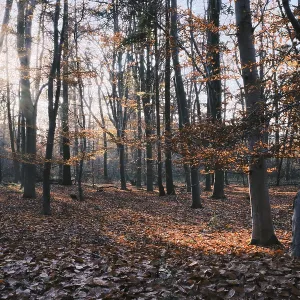 Autumn forest with copper beech (Fagus silvatica)
