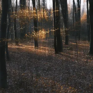 Autumn forest with copper beech (Fagus silvatica)