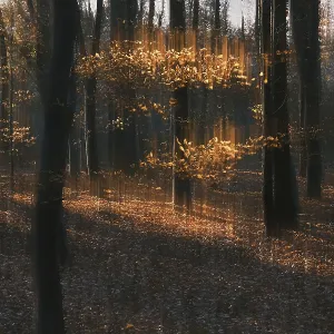 Autumn forest with copper beech (Fagus silvatica)