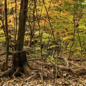 Autumn forest with a dead tree trunk and scattered fallen leaves