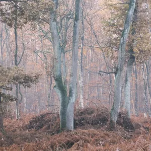 Autumn forest with English oak (Quercus robur)