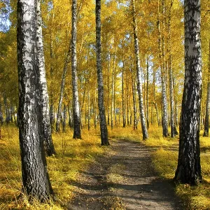 Autumn forest landscape with the brich and small path