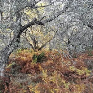 Autumn forest landscape with ferns and trees in warm colors