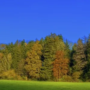Autumn forest, Leimbach, Thurgau Autumn forest, Leimbach, Thurgau