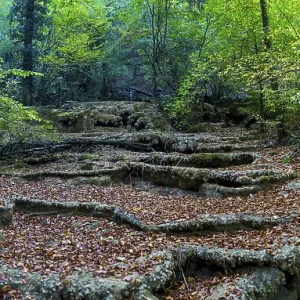 Autumn forest in the mountains of Crimea